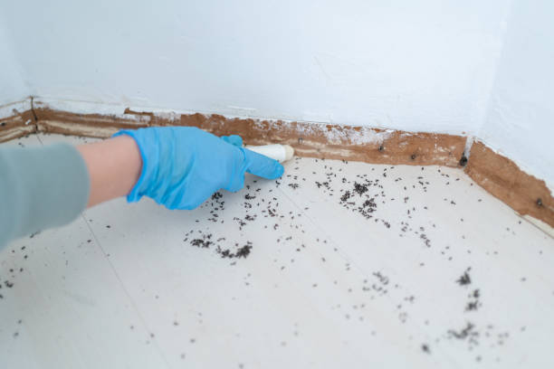 Best Best Pest Control Companies  in Wytheville, VA